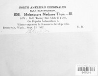 Melampsora medusae image
